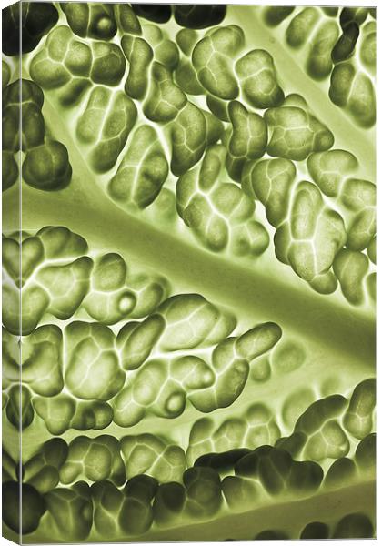Close-up of a backlit savoy cabbage Canvas Print by Gabor Pozsgai