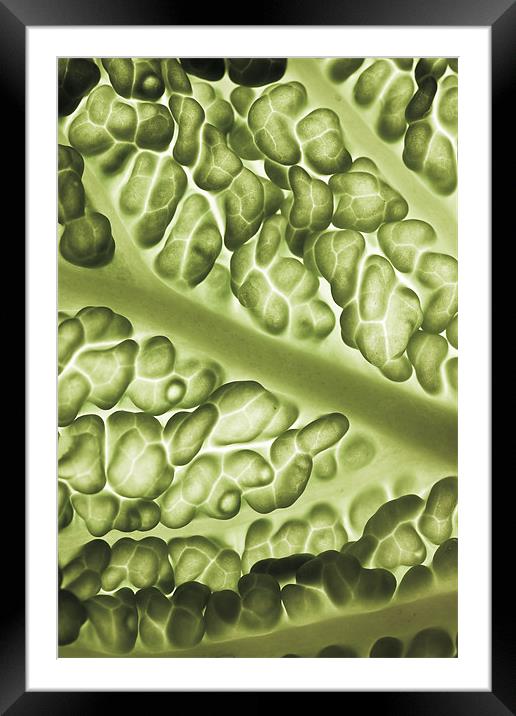 Close-up of a backlit savoy cabbage Framed Mounted Print by Gabor Pozsgai