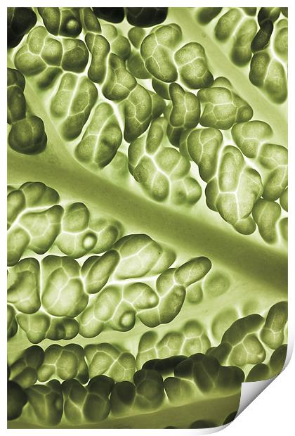Close-up of a backlit savoy cabbage Print by Gabor Pozsgai