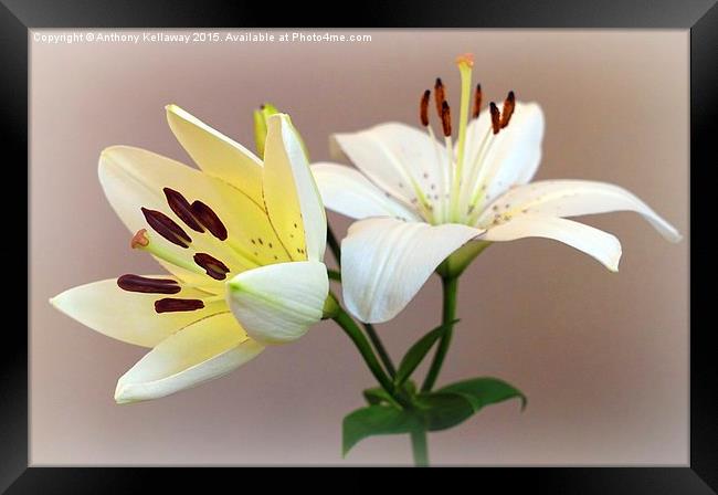  LILIES Framed Print by Anthony Kellaway