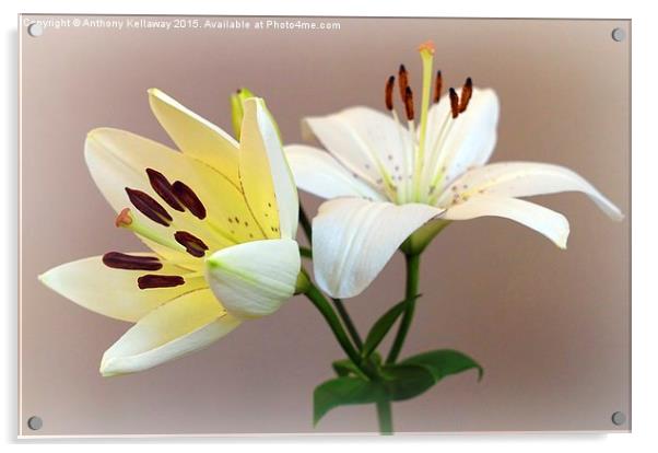 LILIES Acrylic by Anthony Kellaway