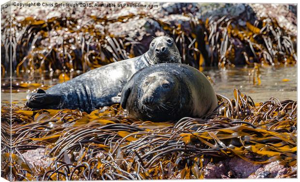 Atlantic Grey Seals Basking in the Sun Canvas Print by Chris Colclough