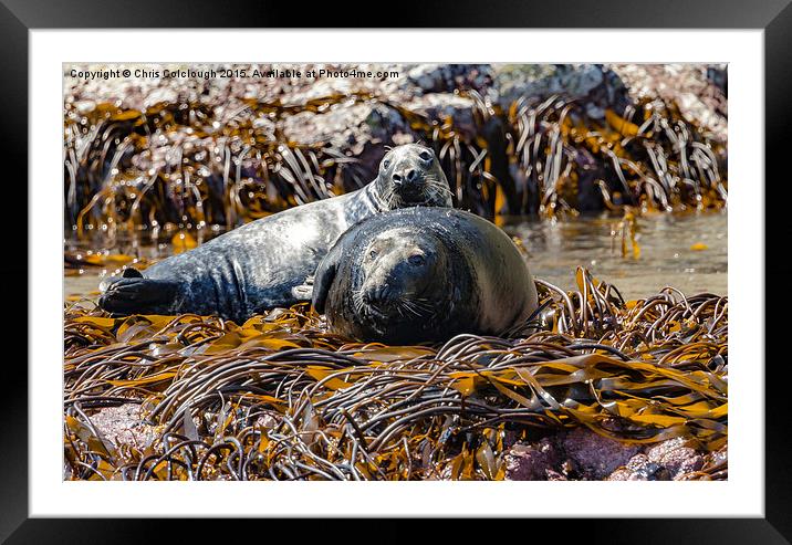 Atlantic Grey Seals Basking in the Sun Framed Mounted Print by Chris Colclough