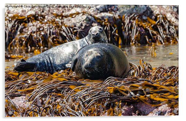 Atlantic Grey Seals Basking in the Sun Acrylic by Chris Colclough