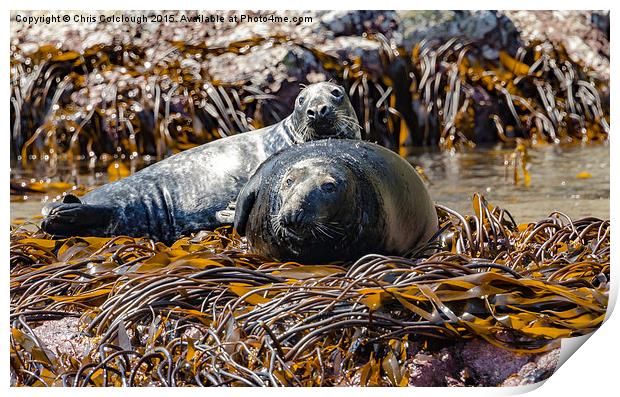Atlantic Grey Seals Basking in the Sun Print by Chris Colclough