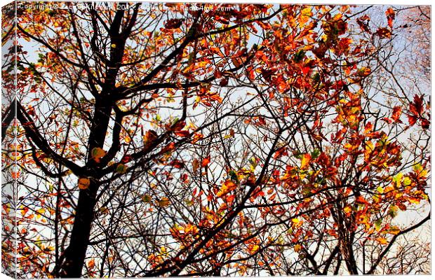  Shades of Autumn Canvas Print by Jacqui Kilcoyne