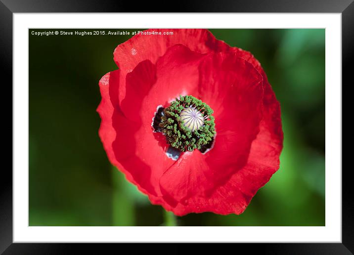  Bright Red Poppy Framed Mounted Print by Steve Hughes