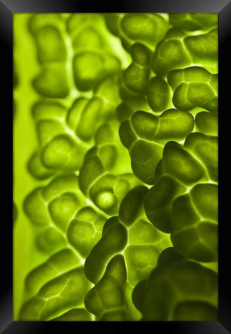 Close-up of a backlit savoy cabbage Framed Print by Gabor Pozsgai