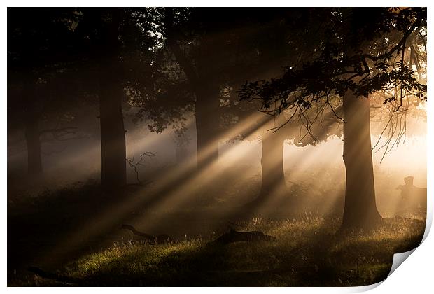  Richmond Park London Print by Ian Hufton