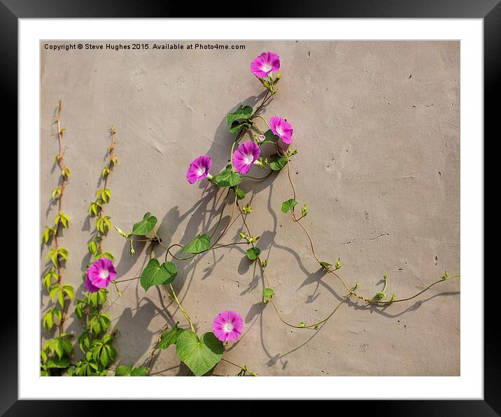  pink flowered wall climbing plant Framed Mounted Print by Steve Hughes