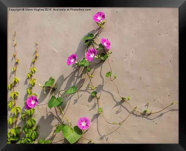  pink flowered wall climbing plant Framed Print by Steve Hughes