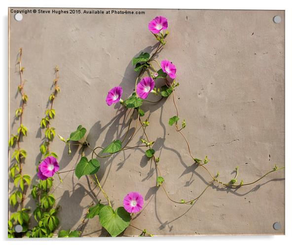  pink flowered wall climbing plant Acrylic by Steve Hughes
