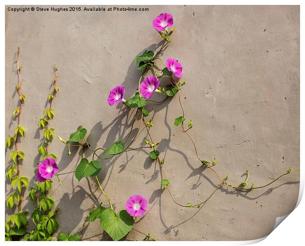  pink flowered wall climbing plant Print by Steve Hughes