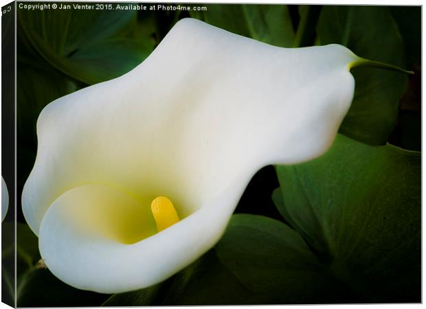  White Lilly Canvas Print by Jan Venter