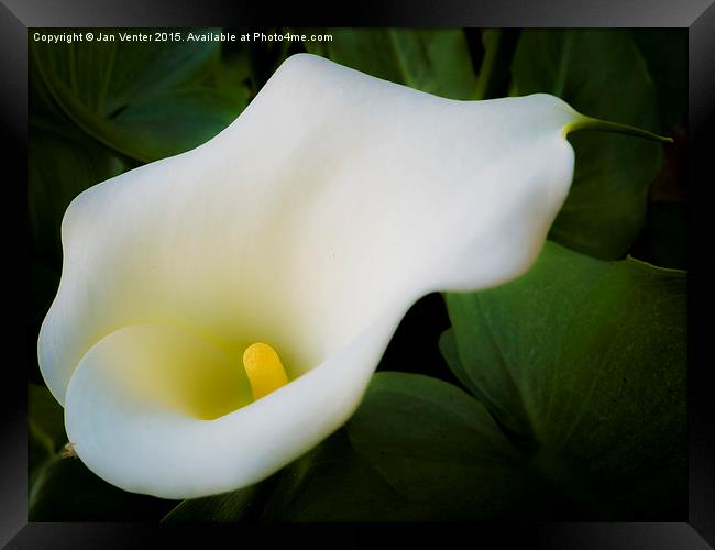  White Lilly Framed Print by Jan Venter