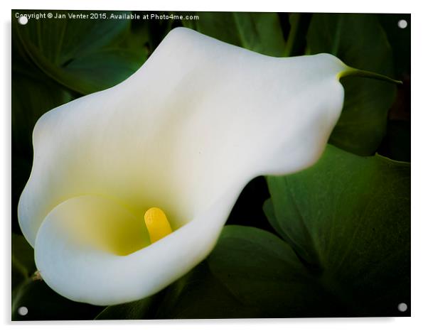  White Lilly Acrylic by Jan Venter