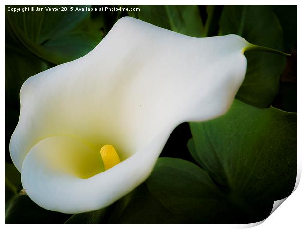  White Lilly Print by Jan Venter
