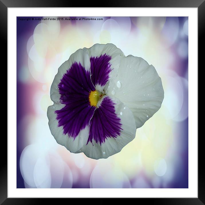  Purple and White Pansy Framed Mounted Print by Judy Hall-Folde