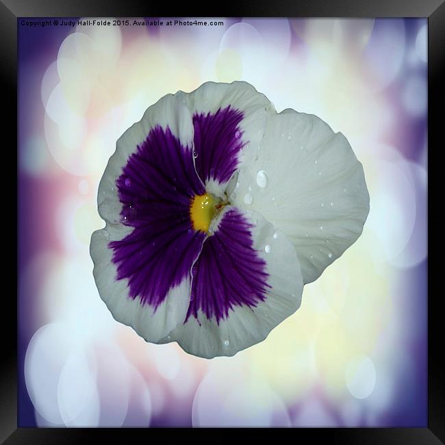  Purple and White Pansy Framed Print by Judy Hall-Folde