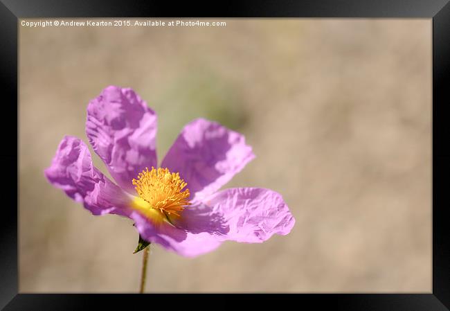  Crinkly pink Cistus Framed Print by Andrew Kearton