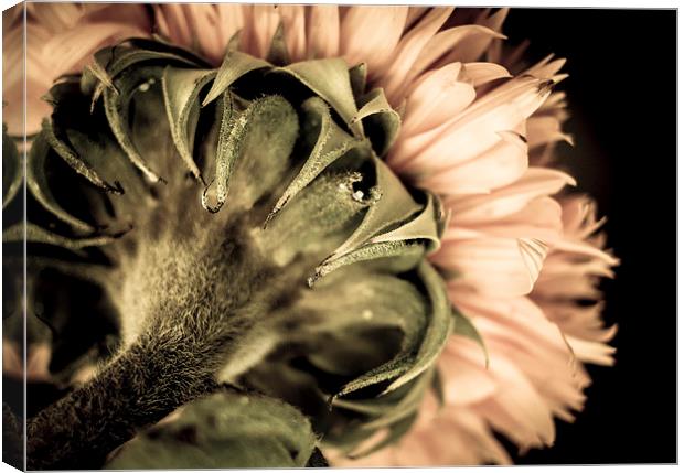  Behind a Sunflower Canvas Print by Helen Holmes