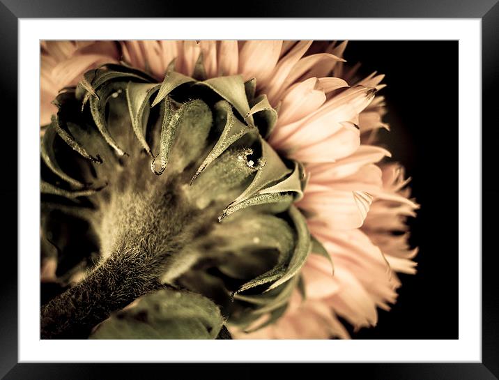  Behind a Sunflower Framed Mounted Print by Helen Holmes