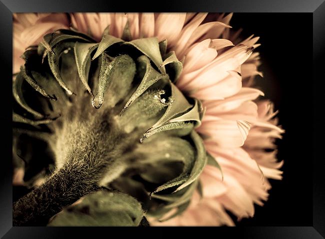  Behind a Sunflower Framed Print by Helen Holmes