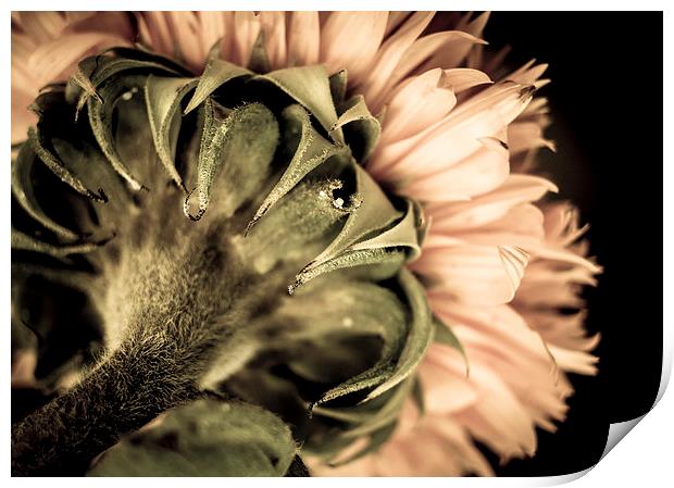  Behind a Sunflower Print by Helen Holmes