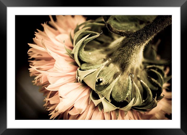  Behind a Sunflower II Framed Mounted Print by Helen Holmes
