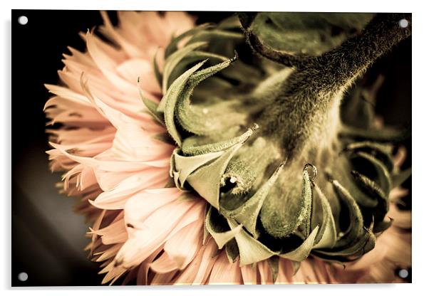  Behind a Sunflower II Acrylic by Helen Holmes