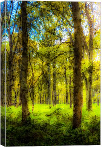 The Forest Of Dreams Canvas Print by David Pyatt
