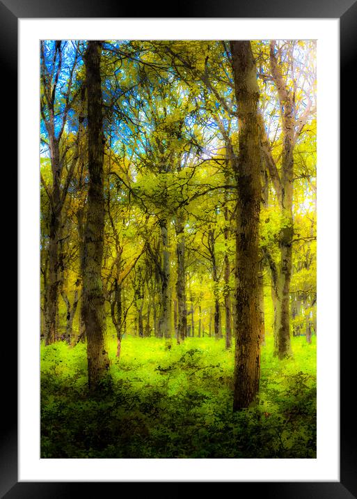 The Forest Of Dreams Framed Mounted Print by David Pyatt