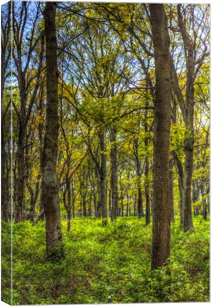 Peace In The Forest Canvas Print by David Pyatt