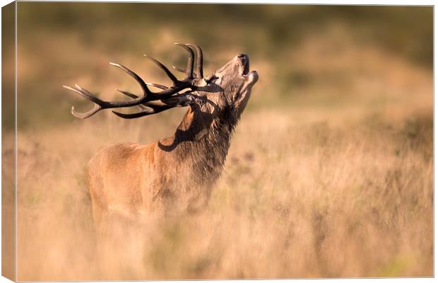  Red Deer Stag Canvas Print by Ian Hufton