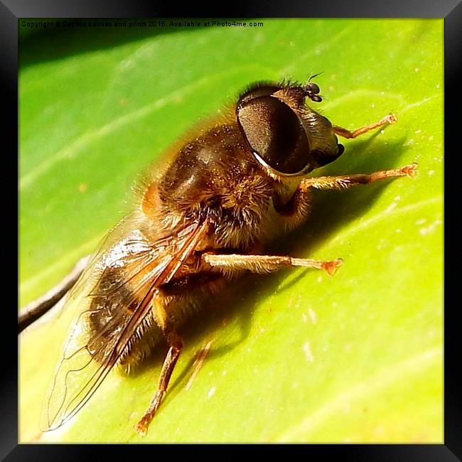  The wasp Framed Print by Derrick Fox Lomax