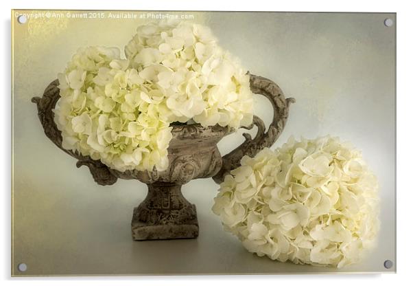 White Hydrangea in an Urn Acrylic by Ann Garrett