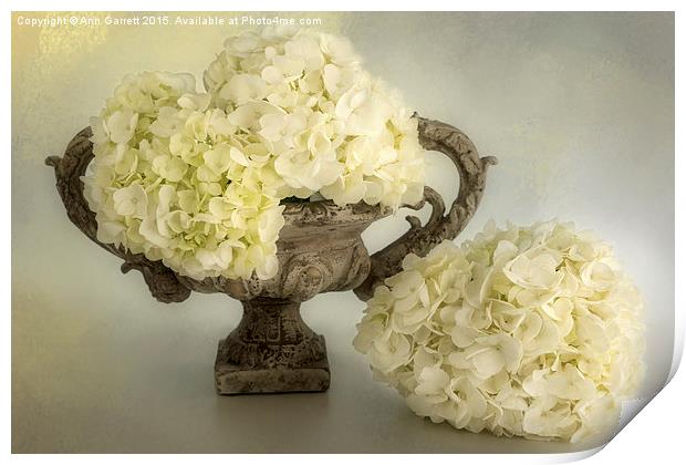 White Hydrangea in an Urn Print by Ann Garrett