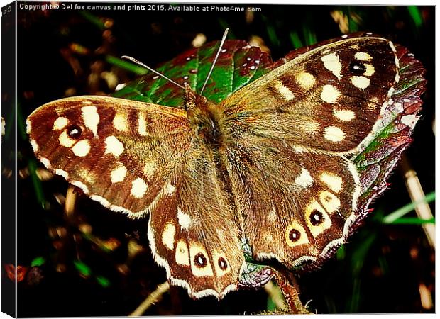  Speckled wood butterfly Canvas Print by Derrick Fox Lomax