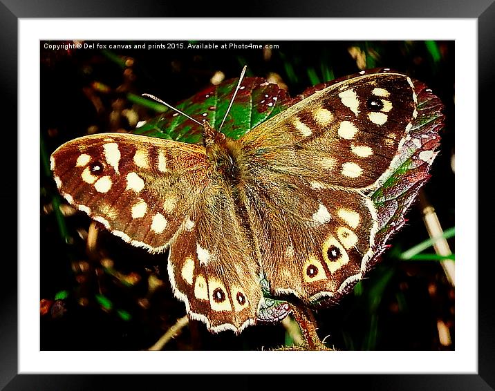  Speckled wood butterfly Framed Mounted Print by Derrick Fox Lomax