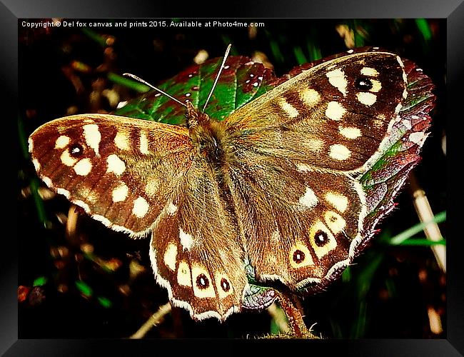  Speckled wood butterfly Framed Print by Derrick Fox Lomax