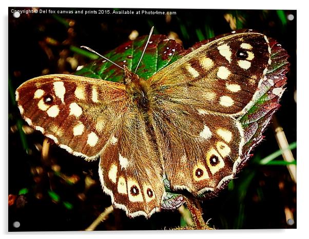 Speckled wood butterfly Acrylic by Derrick Fox Lomax