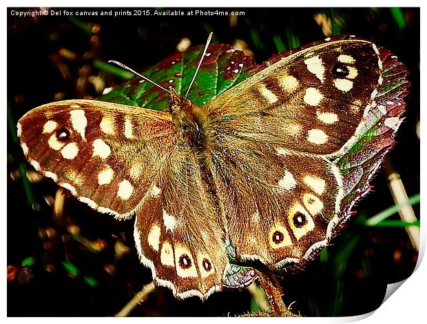  Speckled wood butterfly Print by Derrick Fox Lomax