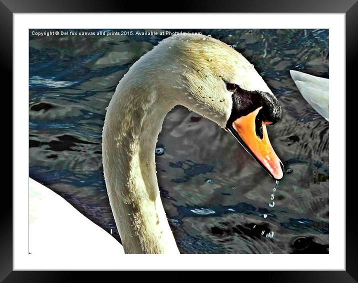  Mute swan Framed Mounted Print by Derrick Fox Lomax