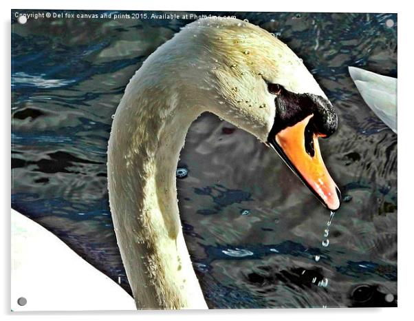 Mute swan Acrylic by Derrick Fox Lomax