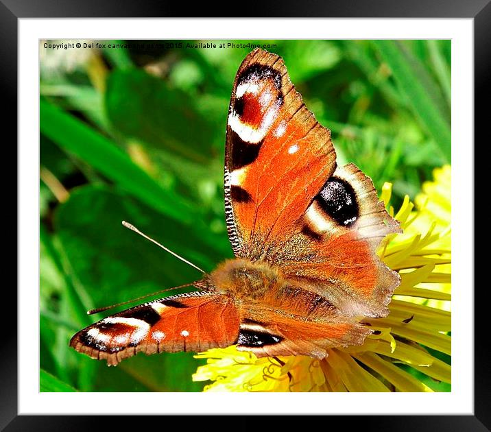  peacock butterfly Framed Mounted Print by Derrick Fox Lomax