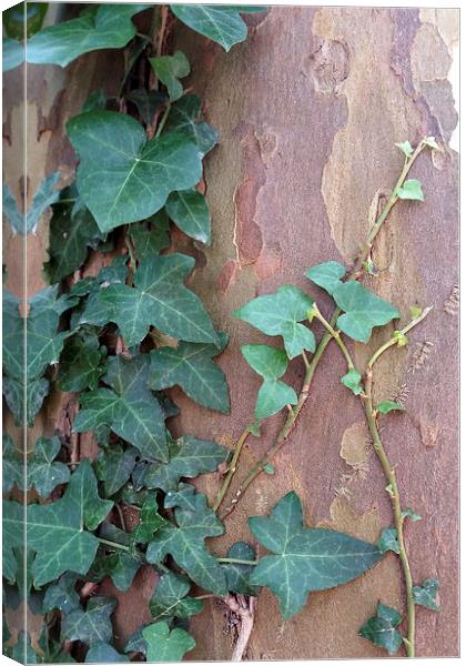  ivy on tree Canvas Print by Marinela Feier