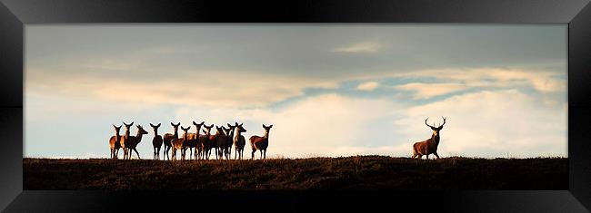  Red Deer Rut Framed Print by Macrae Images