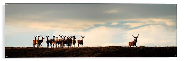  Red Deer Rut Acrylic by Macrae Images