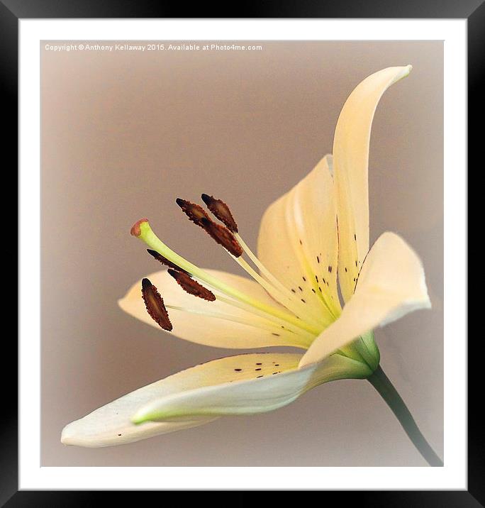  LILY Framed Mounted Print by Anthony Kellaway
