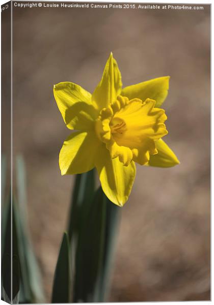 Daffodil in early spring Canvas Print by Louise Heusinkveld